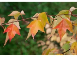 Acer Buergerianum Dreispitz-Ahorn 60–80 cm Dekoratives Laub