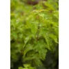 Acer Ginnala Feuer-Ahorn 150–200 cm Leuchtend Rot Im Herbst