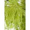 Acer Palmatum Dissectum Japanischer Ahorn Filigran 50–60 cm