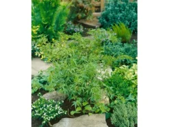 Acer Palmatum Kamagata Japanischer Ahorn 40–60 cm