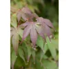 Acer Palmatum Moonfire Japanischer Ahorn Rot 40–60 cm