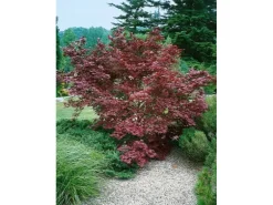 Acer Palmatum Moonfire Japanischer Ahorn Rot 40–60 cm