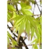 Acer Palmatum Orange Dream Japanischer Ahorn Orange 60–80 cm