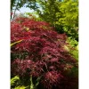 Acer Palmatum Red Pygmy Japanischer Ahorn Rot 125–150 cm
