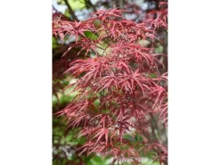 Acer Palmatum Red Pygmy Japanischer Ahorn Rot 125–150 cm