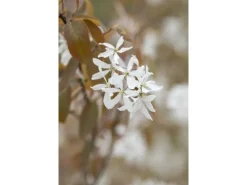 Amelanchier Ballerina Felsenbirne Weiß 60–100 cm
