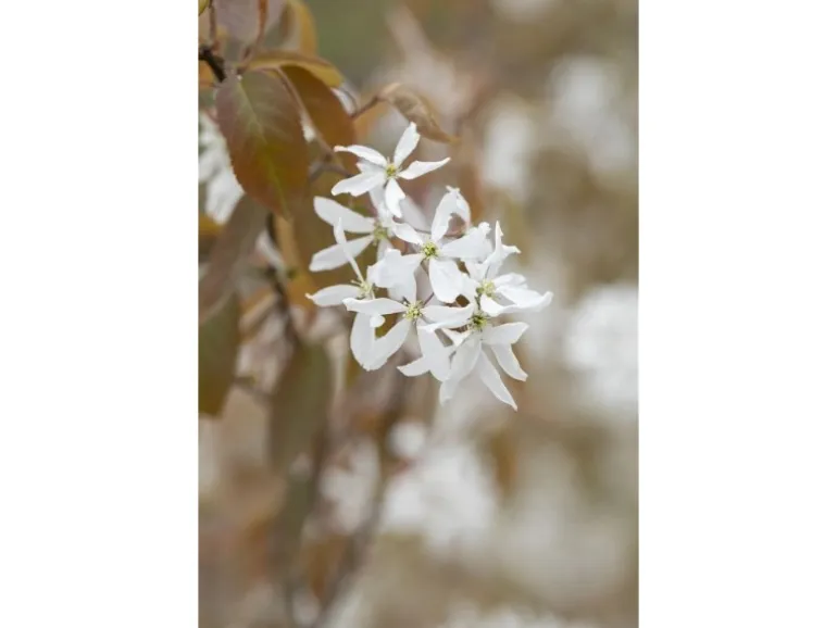 Amelanchier Ballerina Felsenbirne Weiß 60–100 cm