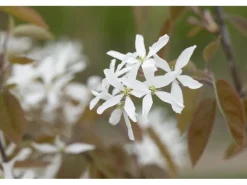 Amelanchier Ballerina Felsenbirne Weiß 60–100 cm