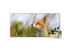 Banjado Magnettafel 78x37cm Magnetwand Schwarz Aus Metall Magnetpinnwand Pinnwand Inkl. 4 Magnete Motiv Fuchs