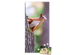 Banjado Magnettafel 37x78cm Magnetwand Weiß Aus Metall Magnetpinnwand Pinnwand Inkl. 4 Magnete Motiv Eichhörnchen