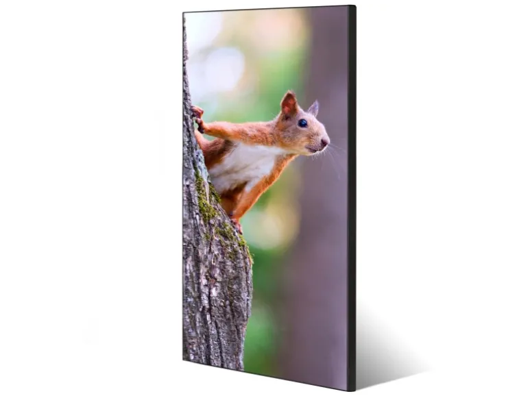 Banjado Magnettafel 37x78cm Magnetwand Schwarz Aus Metall Magnetpinnwand Pinnwand Inkl. 4 Magnete Motiv Eichhörnchen