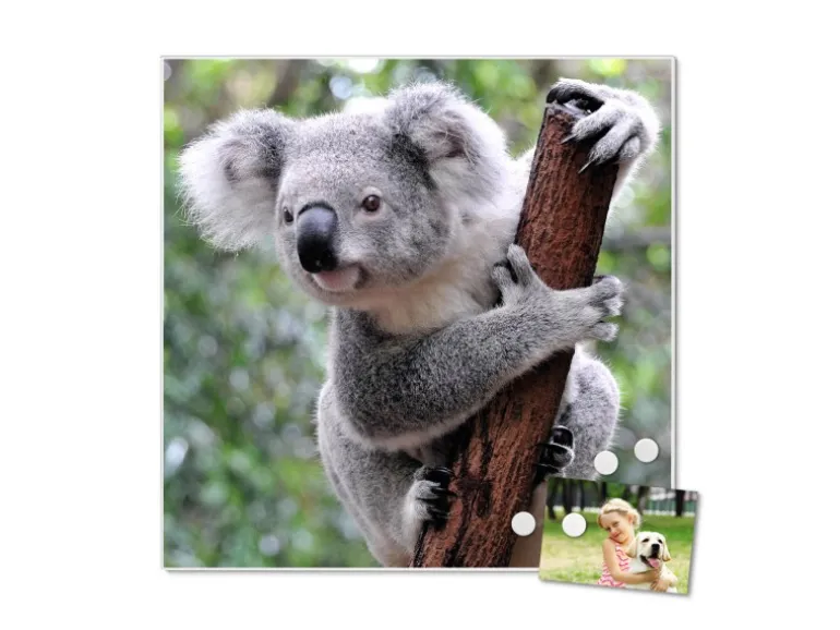 Banjado Magnettafel 50x50cm Magnetwand Weiß Aus Metall Magnetpinnwand Pinnwand Inkl. 4 Magnete Motiv Koala
