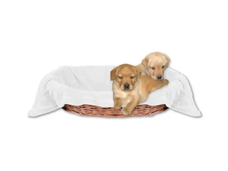 Bestlivings Tierdecke Hundedecke Mikrofaser 70 x 100 cm Weiß