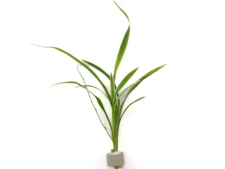 Bichetii-Grünlilie Höhe ca. 15-40 cm Topf-Ø ca. 3,4 cm Chlorophytum laxum
