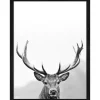 Bild mit Rahmen Anonymus Grey Deer Head III 42,5 cm x 32,5 cm
