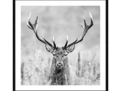 Bild mit Rahmen Anonymus Grey Deer Dead II 52,5 cm x 52,5 cm