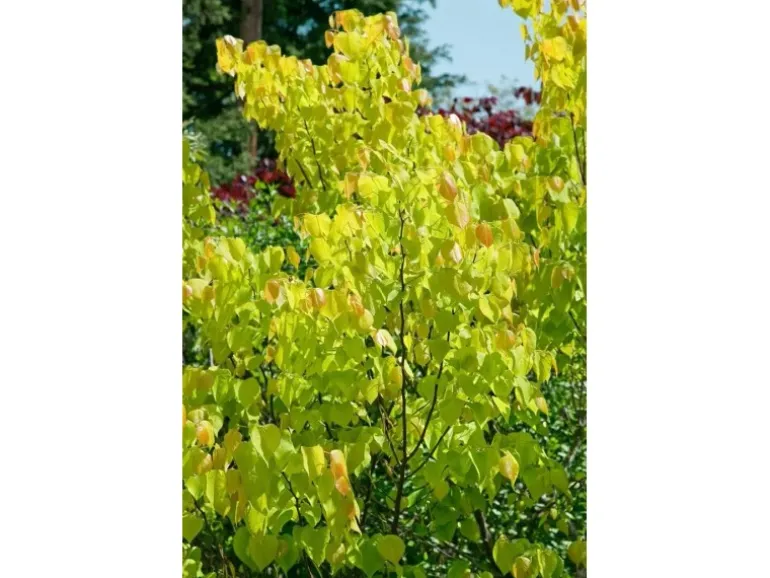 Cercis Canadensis Rising Sun Judasbaum Gelb-Orange 125–150 cm
