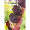 Cercis Canadensis Ruby Falls Judasbaum Rotviolett 125 cm Stammhöhe