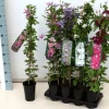 Clematis Texensis Duchess Of Albany Rosa 60–100 cm