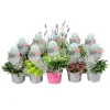 Colour your Garden Mix Duo Topf-Ø ca. 13 cm
