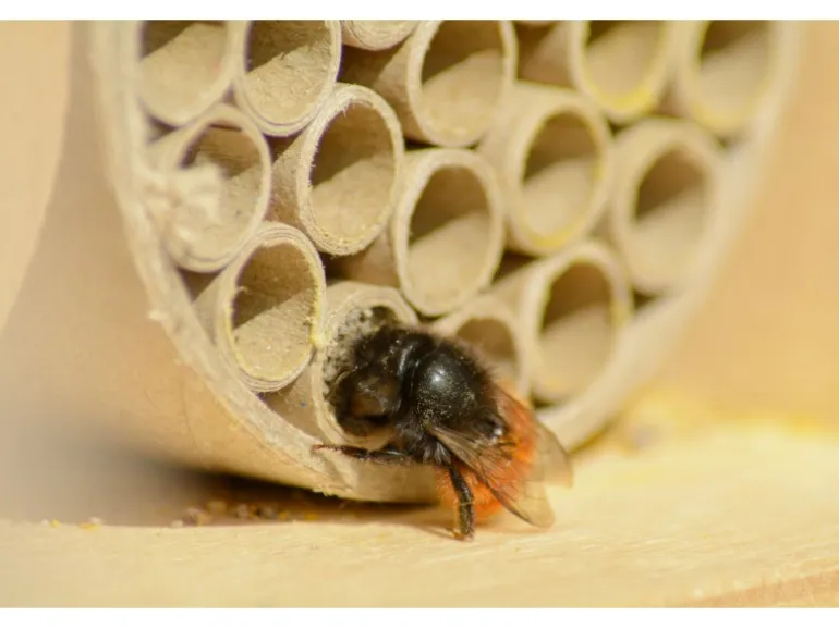 Dobar Profi-Insektenhotel für Wildbienen 16 cm x 12,5 cm x 23 cm Birke