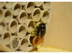 Dobar Profi-Insektenhotel für Wildbienen 16 cm x 12,5 cm x 23 cm Birke