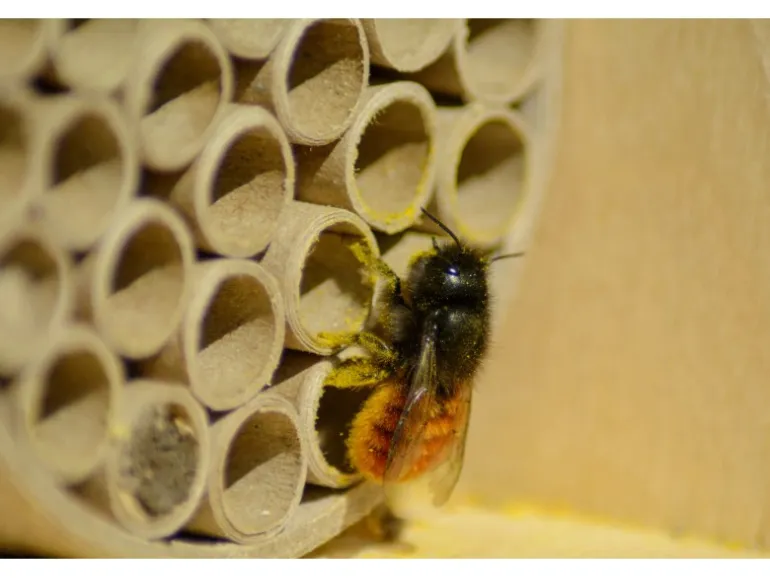 Dobar Profi-Insektenhotel für Wildbienen 16 cm x 12,5 cm x 23 cm Birke