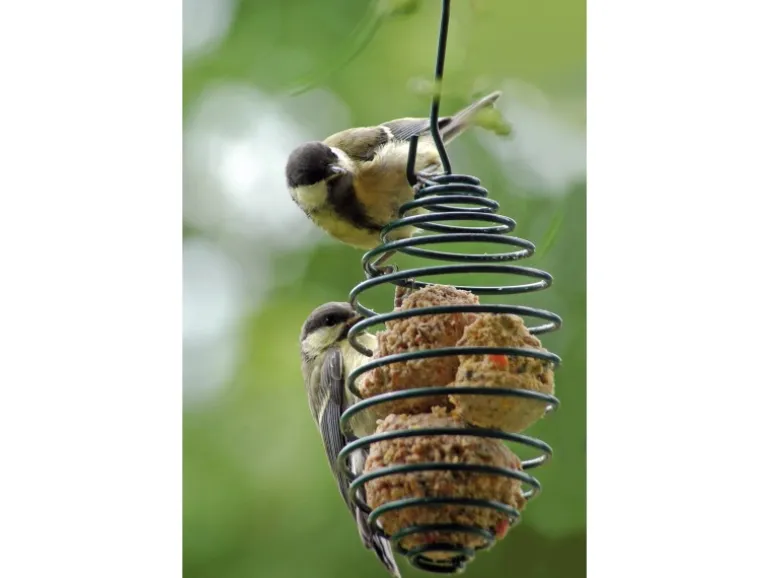 Dobar Vogelfutterfeder