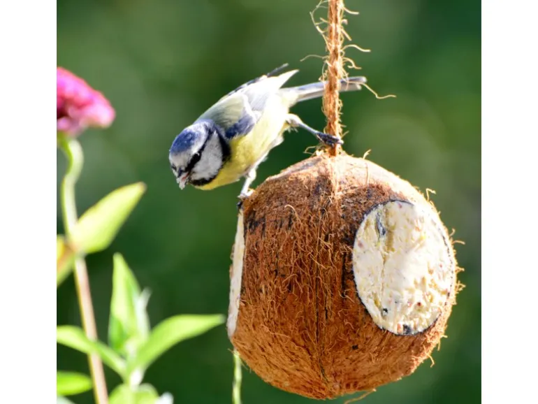 Dobar Vogelfutter-Mix 4 x gefüllte Kokosnuss und 2 x Riesenzapfen mit Fettfutter