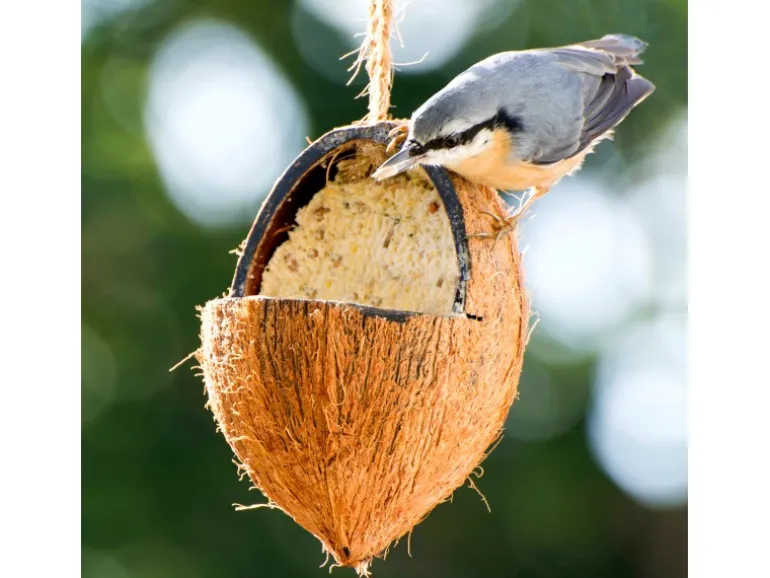 Dobar Vogelfutter-Mix 4 x gefüllte Kokosnuss und 2 x Riesenzapfen mit Fettfutter