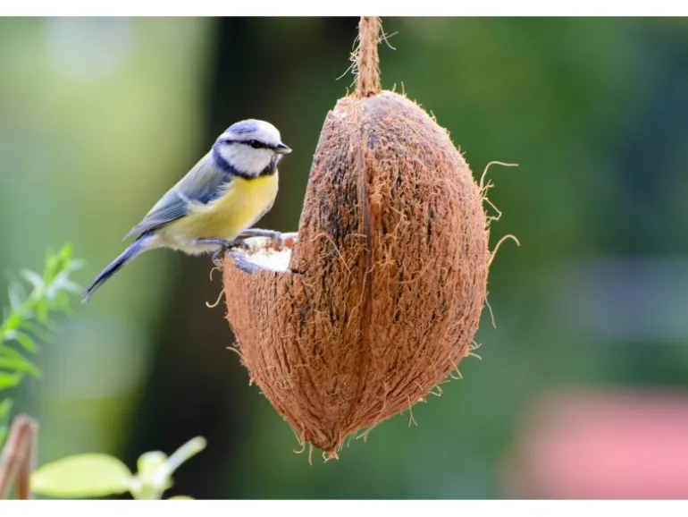 Dobar Vogelfutter-Mix 4 x gefüllte Kokosnuss und 2 x Riesenzapfen mit Fettfutter
