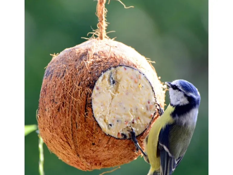Dobar Vogelfutter-Mix 4 x gefüllte Kokosnuss und 2 x Riesenzapfen mit Fettfutter