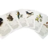 Dobar Vogelquartett Fliegende 9,3 cm x 13,4 cm x 3,5 cm Edelstein