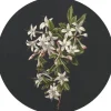 ESTAhome Selbstklebende Runde Tapete Blüte Hellrosa und Schwarz Ø 70 cm 158992