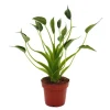 Exotenherz Alocasia Tiny Dancer Pfeilblatt Tropenwurz RARITÄT 12cm Topf
