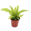 Exotenherz Minipflanze Asplenium Antiquum Nestfarn Ideal für Kleine Schalen und Gläser Babyplant im 5,5cm Topf