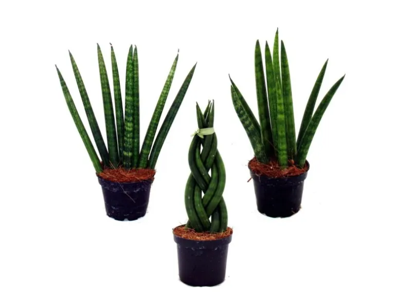 Exotenherz Sansevieria Cylindrica Pfiffiges 3Er Set im 6,5cm Topf Bogenhanf Schwiegermutterzunge