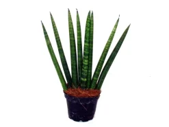 Exotenherz Sansevieria Cylindrica Pfiffiges 3Er Set im 6,5cm Topf Bogenhanf Schwiegermutterzunge