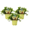 Exotenherz Set mit 3 Futterpflanzen für Heimtiere Callisia Repens Vitalfutter für Kaninchen Ziervögel Reptilien Hamster