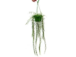 Exotenherz Zimmerpflanze zum Hängen Hoya Linearis Wachsblume 12cm Ampel