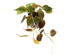 Exotenherz Zimmerpflanzen Trio Rankende Baumfreunde Set mit 3 Verschiedenen Philodendron Arten
