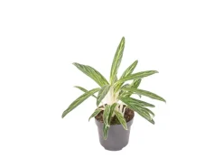 GROW by OBI Kolbenfaden in Sorten Grün-Rot Höhe 30-35 cm Topf Ø 12 cm Aglaonema