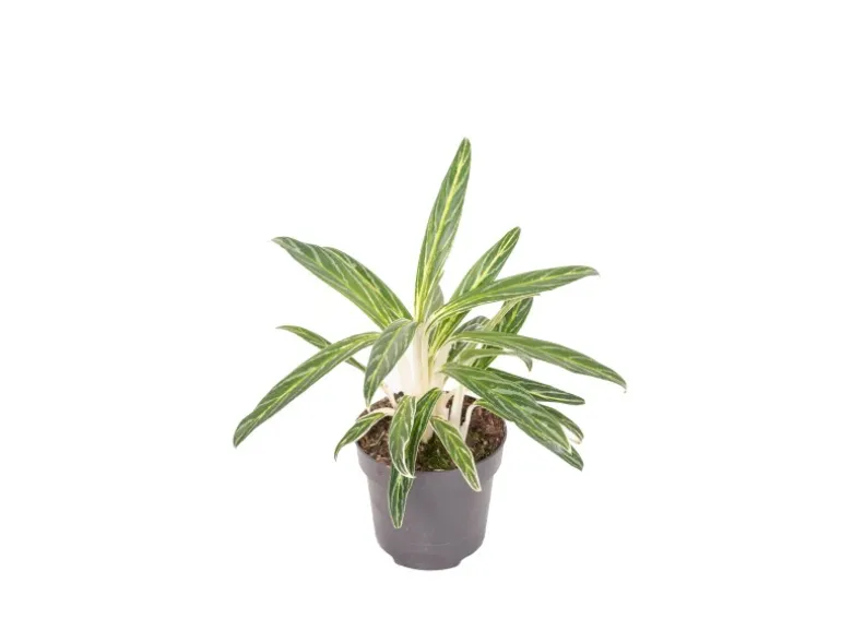 GROW by OBI Kolbenfaden in Sorten Grün-Rot Höhe 30-35 cm Topf Ø 12 cm Aglaonema