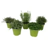 GROW by OBI Kräutermischung "Italienische Kräuter" Topf-Ø ca. 14 cm