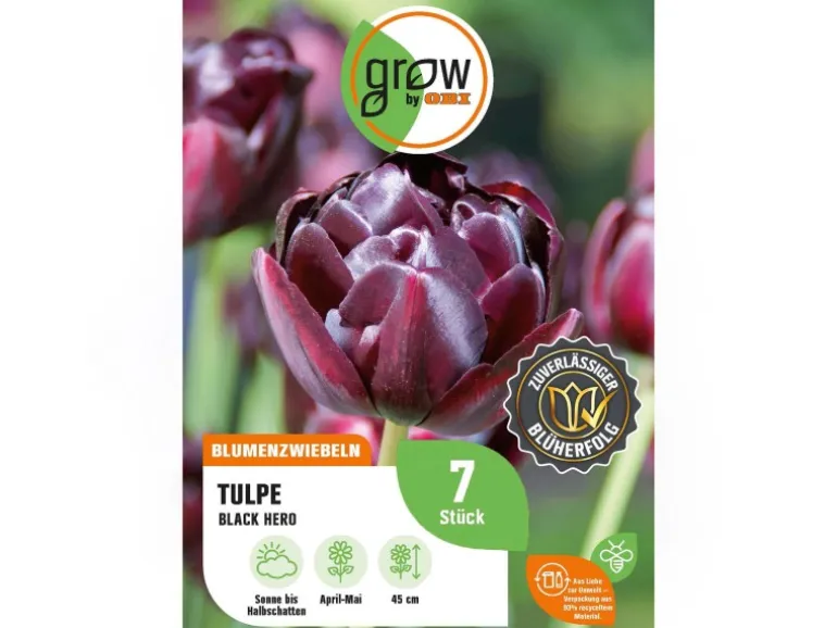 GROW by OBI Tulpe Black Hero Lila 7 Stück Tulipa double late Black Hero