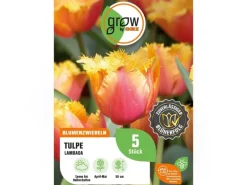 GROW by OBI Tulpe Lambada Orange 5 Stück Tulipa fringed Lambada