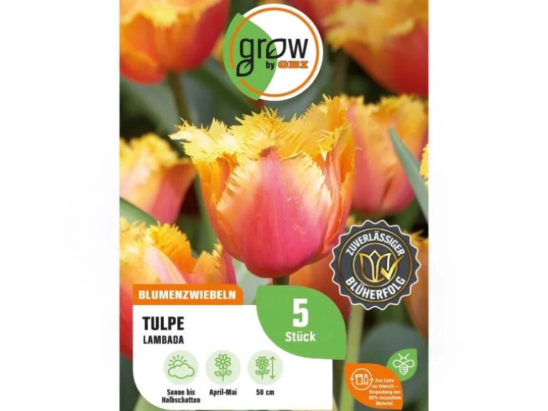 GROW by OBI Tulpe Lambada Orange 5 Stück Tulipa fringed Lambada