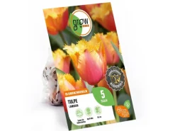 GROW by OBI Tulpe Lambada Orange 5 Stück Tulipa fringed Lambada