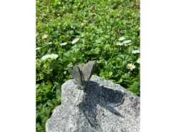 Insektentränke mit Schmetterling 20 cm x 30 cm
