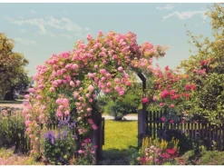 Komar Fototapete Rose Garden 368 cm x 254 cm FSC®